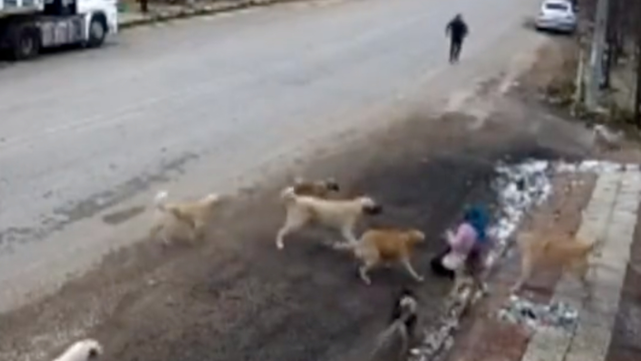 Konya’da bir kadın sokak köpeklerinin saldırısına uğradı