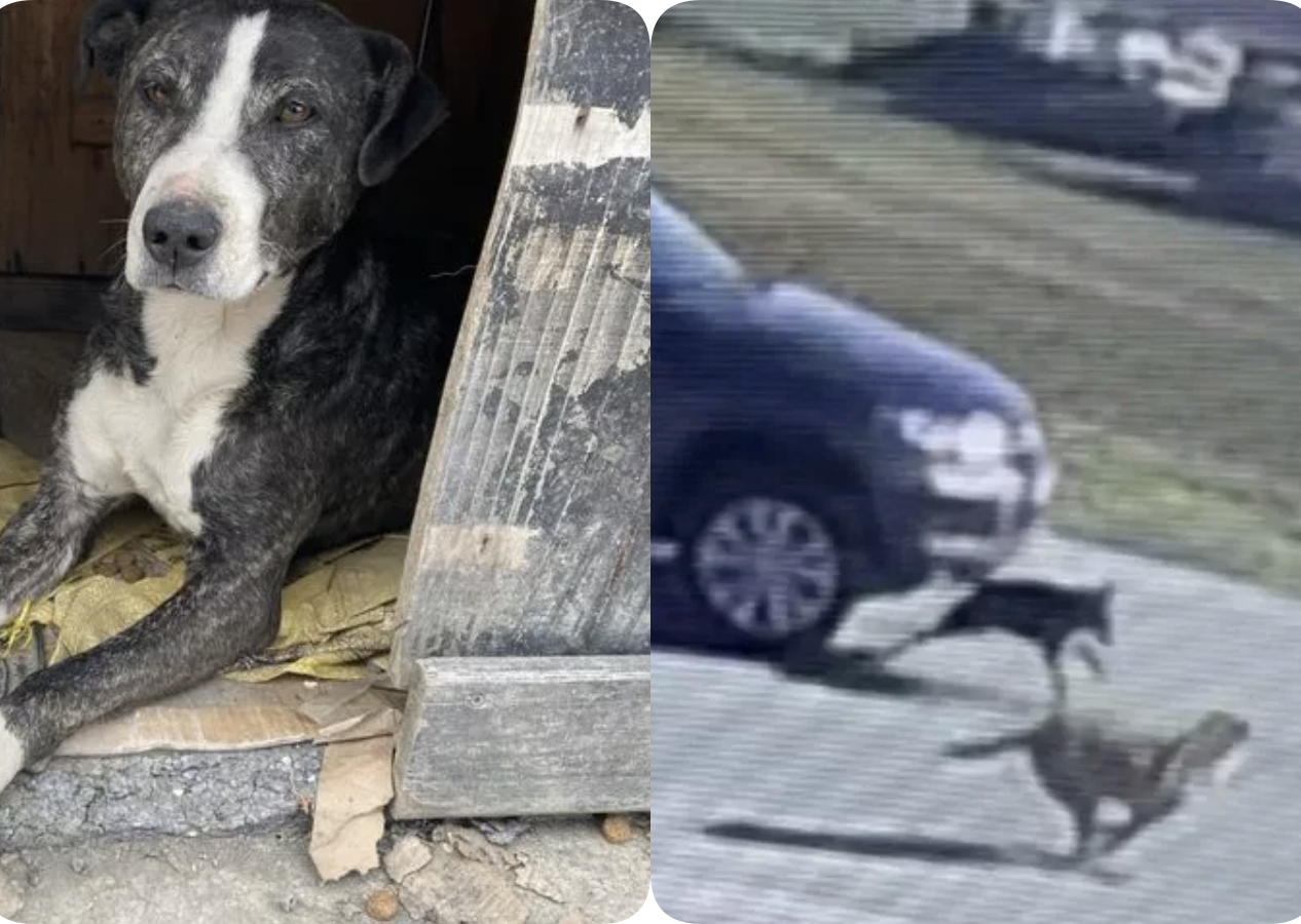 Vicdansız sürücü zavallı köpeği ezdi,  daha sonra arkasına bie bakmadan gitti!