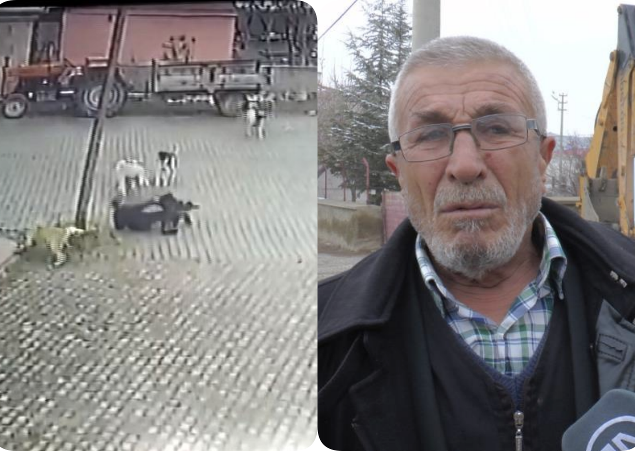 Dehşet anları! Yaşlı adam 9 köpeğin arasında kaldı! İmdadına çevredekiler yetişti