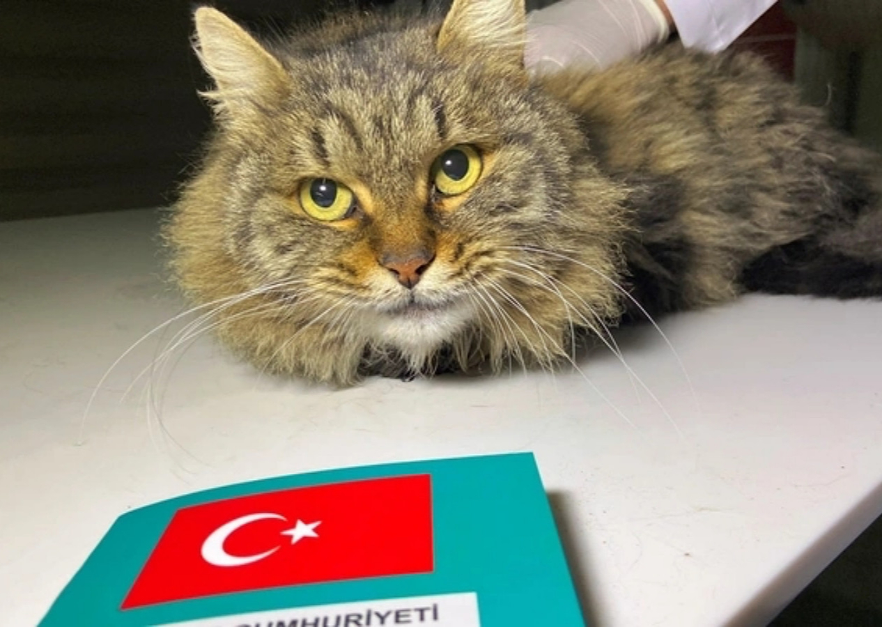 31 Aralık son gün! Evcil hayvanına çip taktırmayan yandı! Veterinerler uyarıyor...