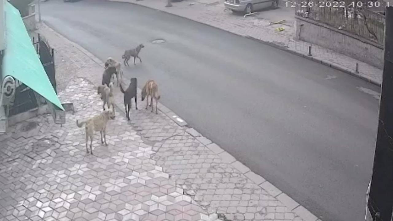 Başıboş köpeklerin saldırdığı vatandaşın yaşadığı dehşet kamerada