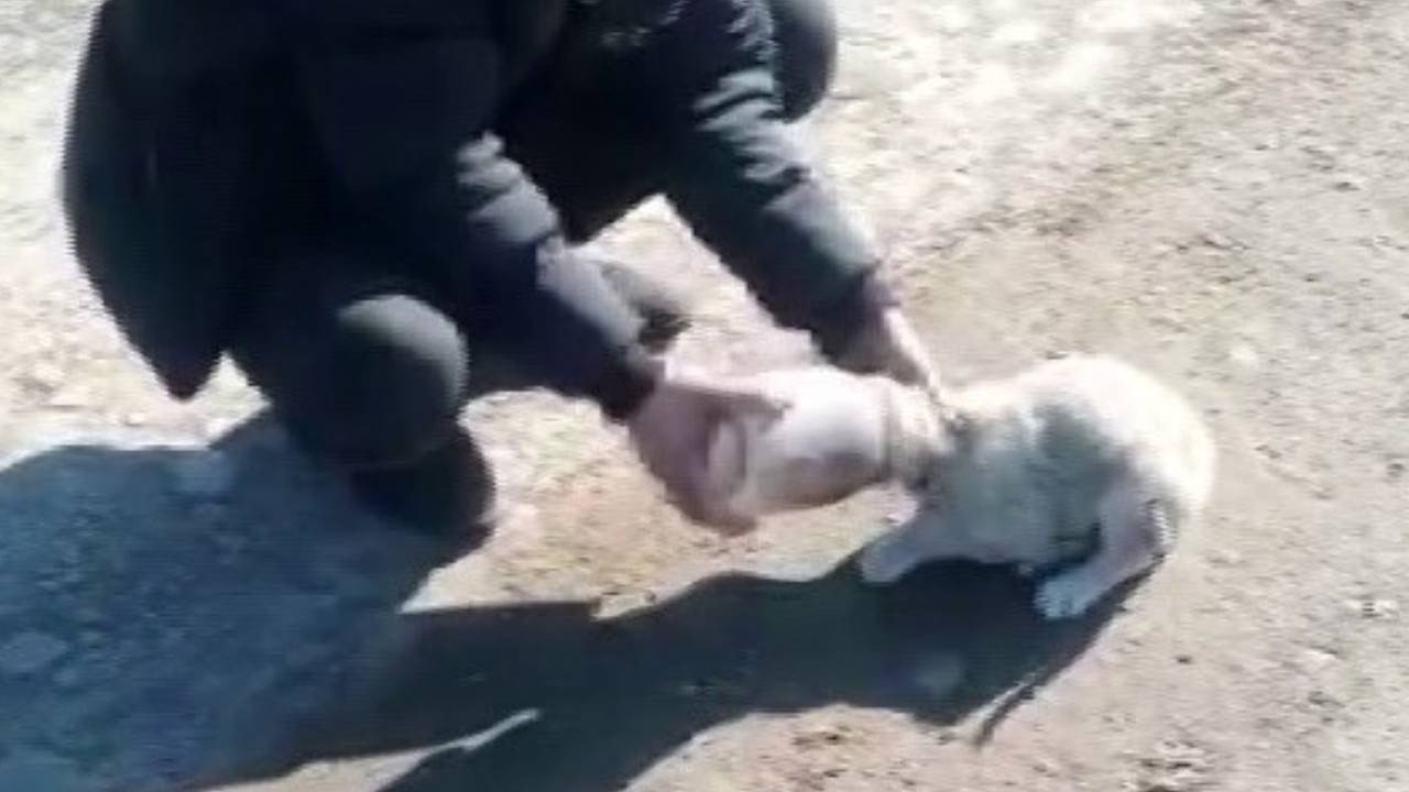 Kafası kavanoza sıkışan yavru köpeği vatandaş kurtardı