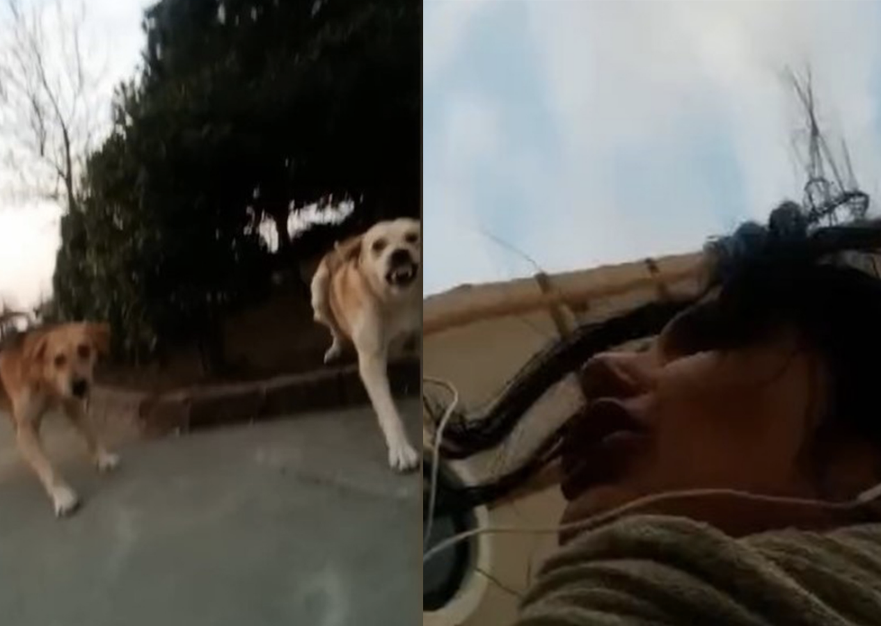 Siirt Üniversitesi kampüsünde başı boş köpekler öğrenciye saldırdı