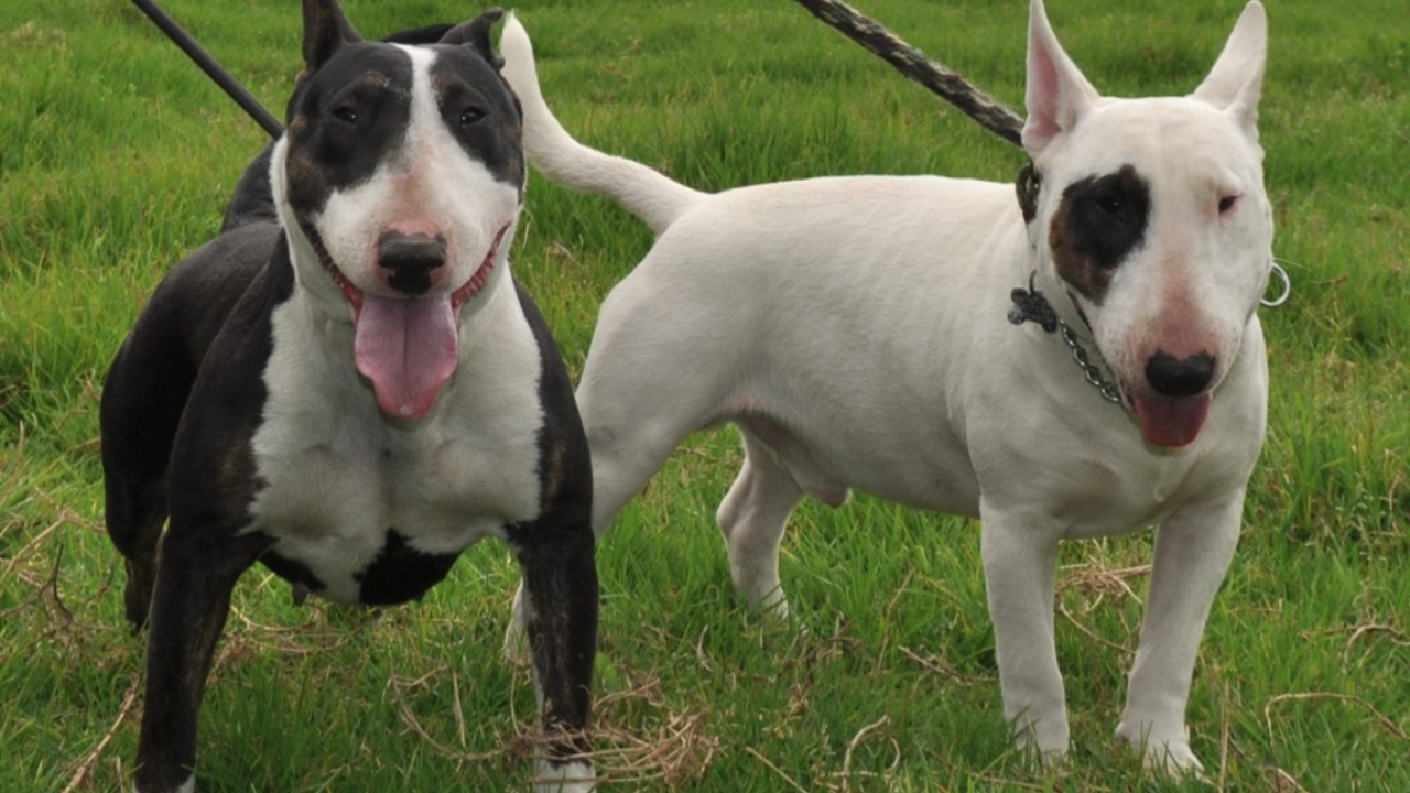 Köpek saldırısına uğrayan bebeğin uzuvları kesildi