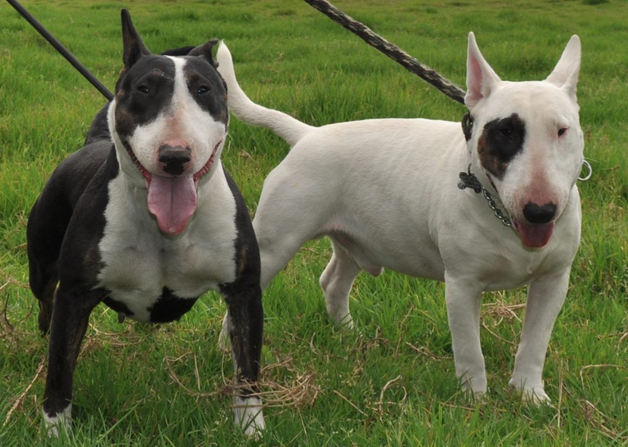 Köpek saldırısına uğrayan bebeğin uzuvları kesildi