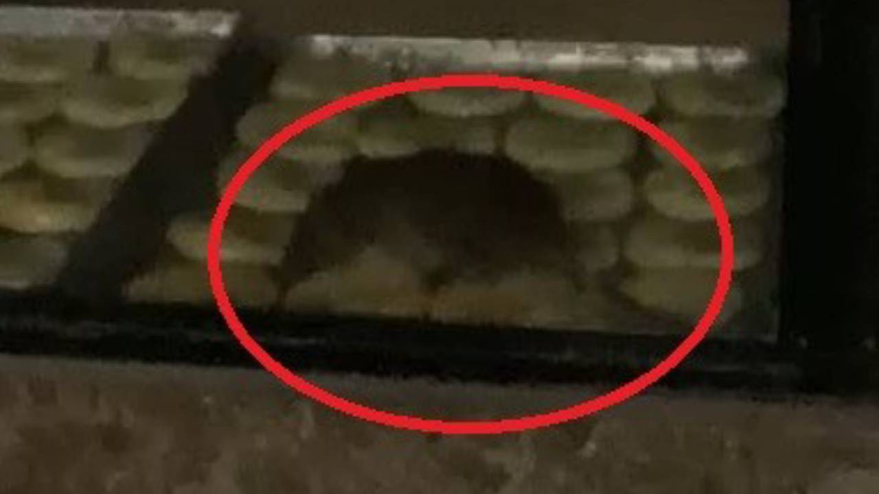 Simit fırınında mide bulandıran görüntü! Simitlerin üzerinde gezinen fare kamerada