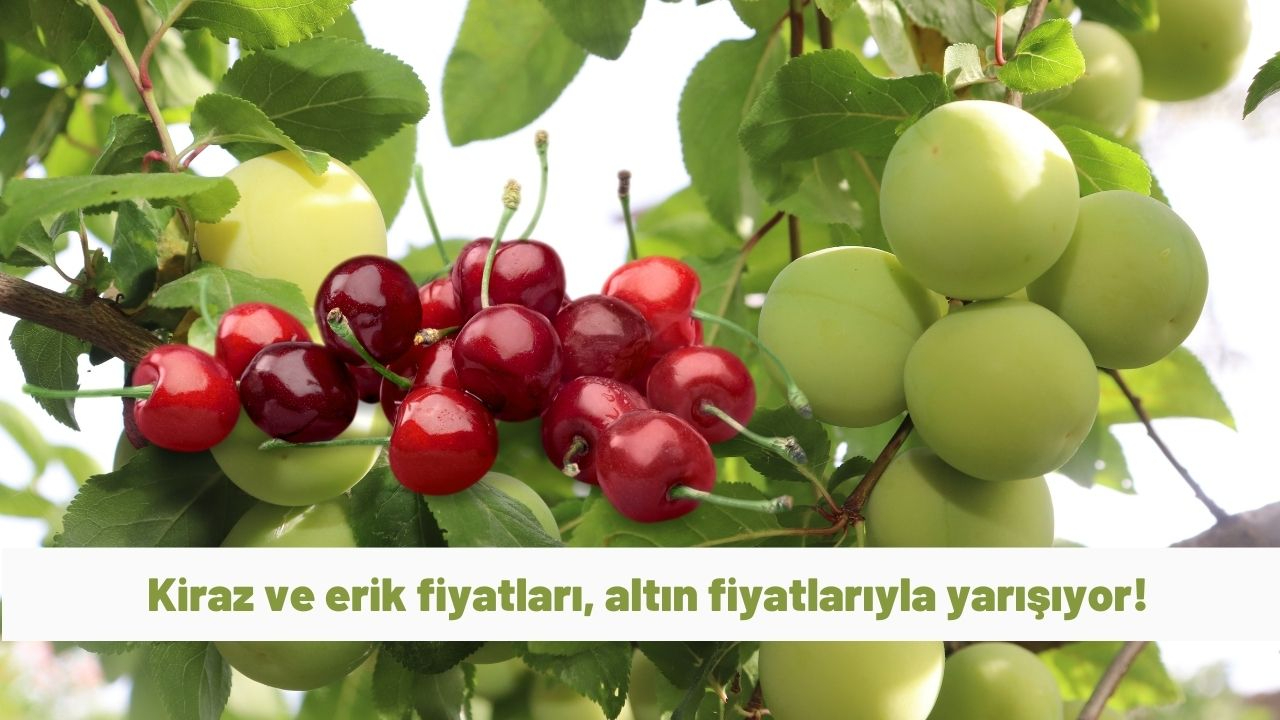 Kiraz ve erik fiyatları, altın fiyatlarıyla yarışıyor! 50 gram erik 89,5 TL