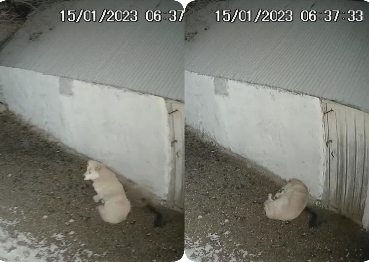 Elazığ depremine uykusunda yakalanan köpeğin o anları kameraya yansıdı