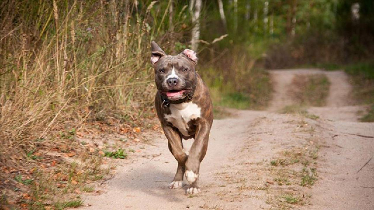 Köpek saldırısından kaçan çocuğa otomobil çarptı