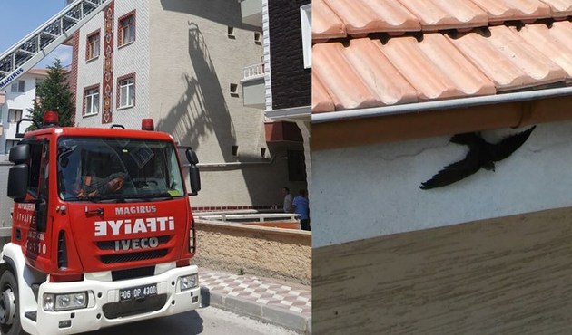 Ankara'da kuş kurtarma operasyonu...