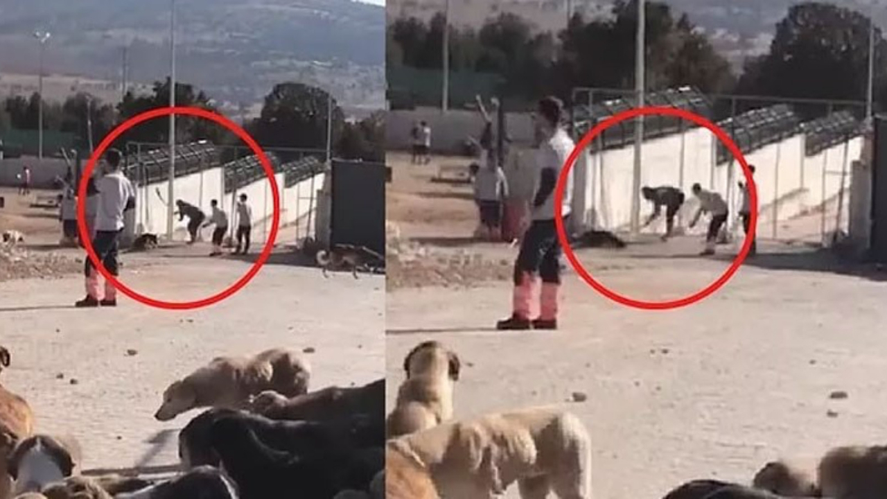 Konya'daki barınakta köpeği katleden sanıkların cezası belli oldu! 1 yıl 3 ay hapis...