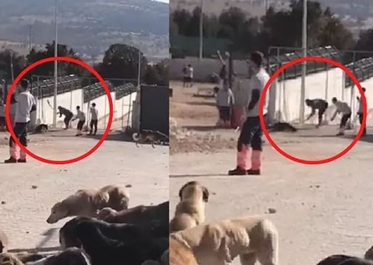 Konya'daki barınakta köpeği katleden sanıkların cezası belli oldu! 1 yıl 3 ay hapis...