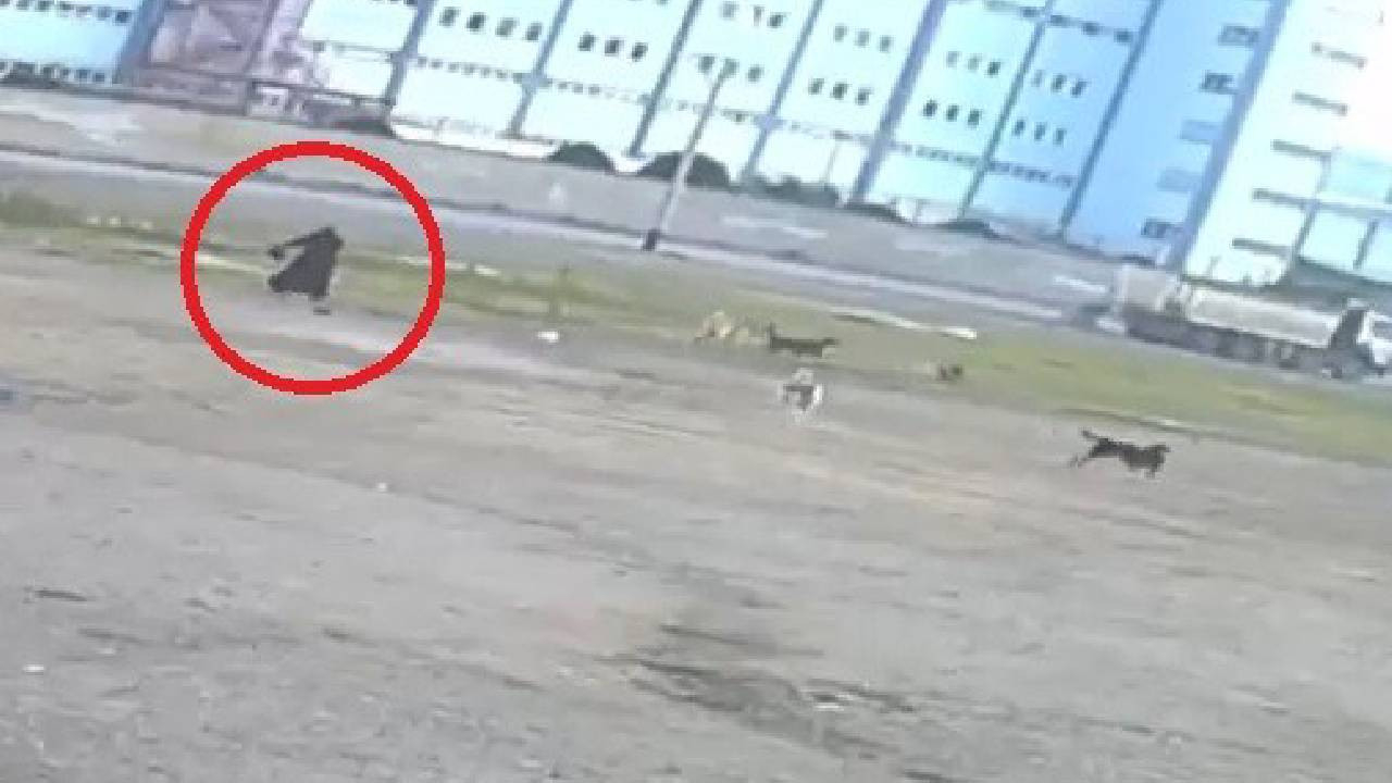 Bursa'da başıboş 10 köpeğin yaşlı kadına saldırması kamerada