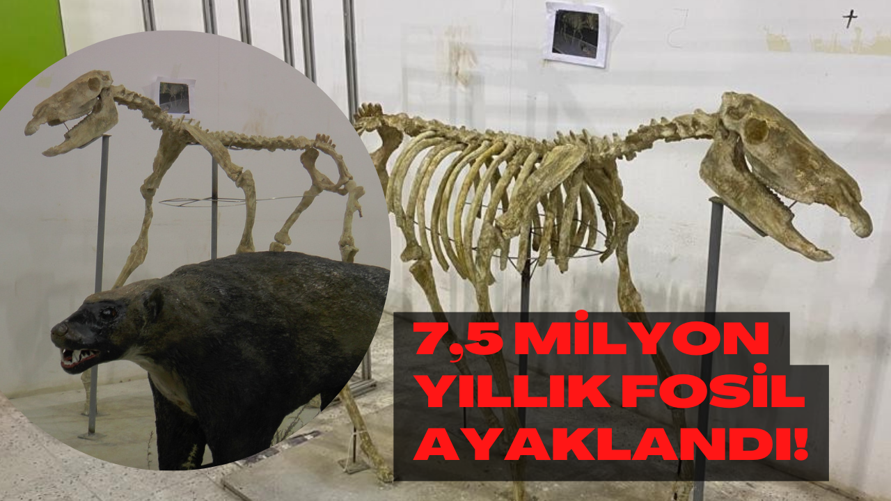 7,5 milyon yıllık fosil ayaklandı!