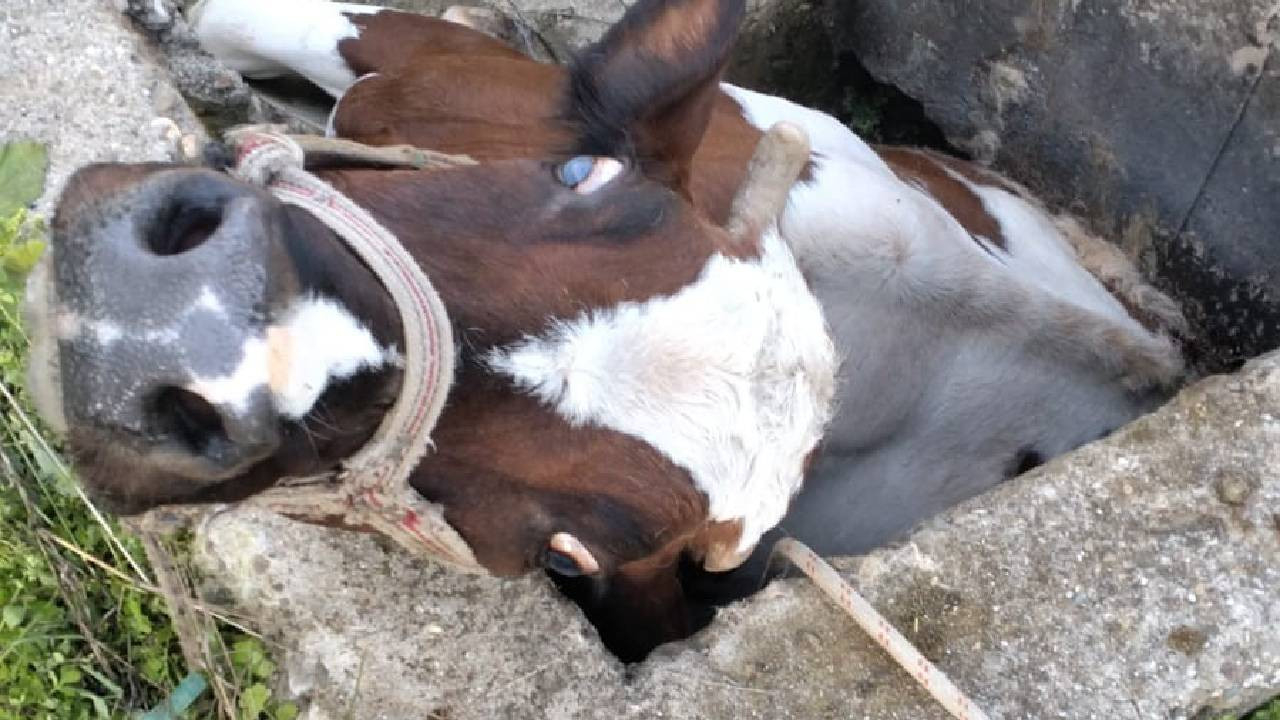 Sulama kanalı çukuruna düşen inek kepçeyle kurtarıldı