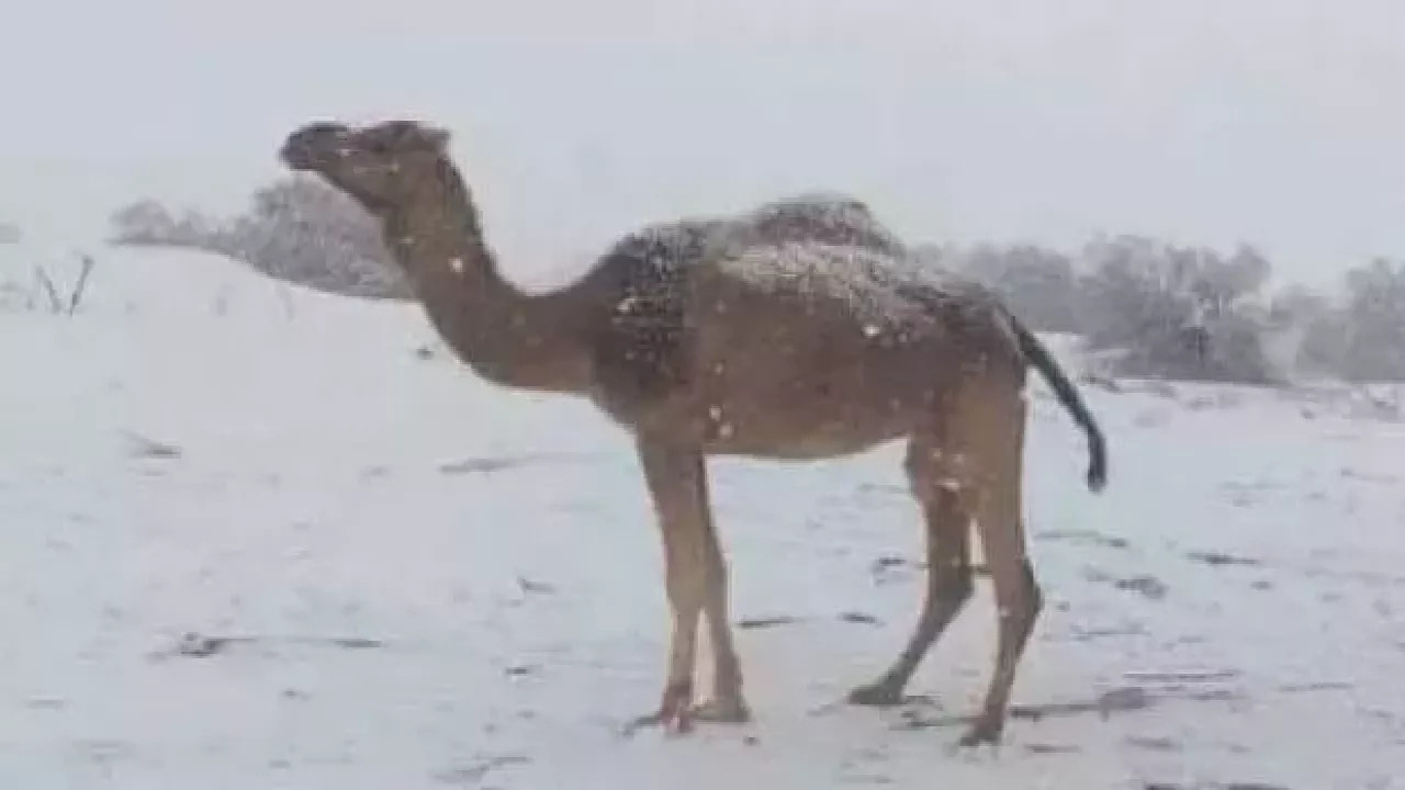 Çöle kar yağdı! Cezayir’de çöldeki bazı bölgeler beyaza büründü...