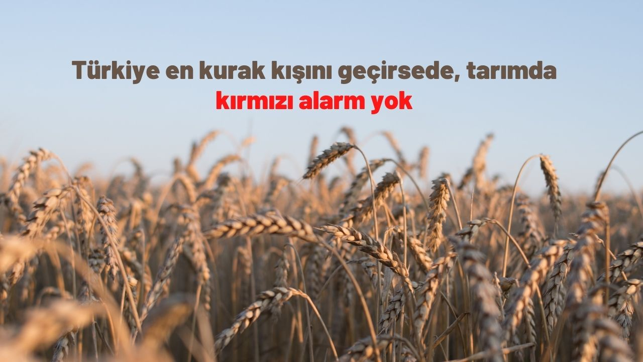 Türkiye en kurak kışını geçirsede, tarımda kırmızı alarm yok