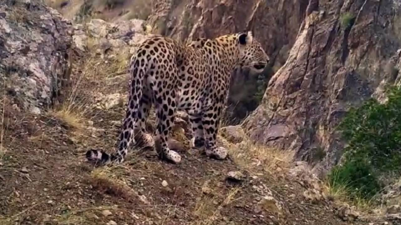 Sevindiren gelişme! Soyunun tükenildiği düşünülüyordu