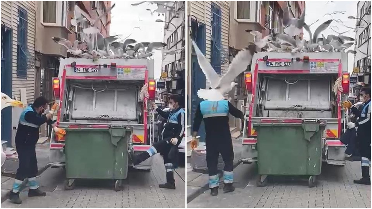 Onlarca martı çöp kamyonunun peşine takıldı! Balık atıklarını yemek için adeta birbirleriyle yarıştı