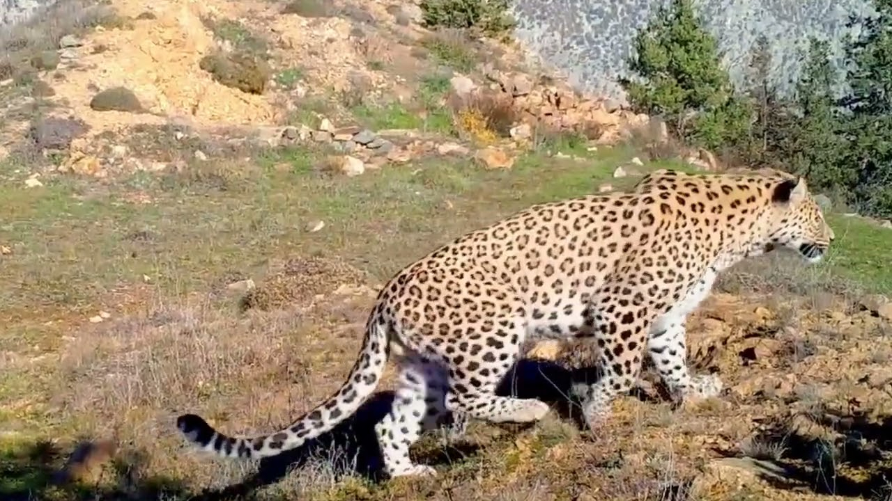 Neslinin tükendiği söyleniyordu, Anadolu Leoparı bir kez daha görüntülendi!