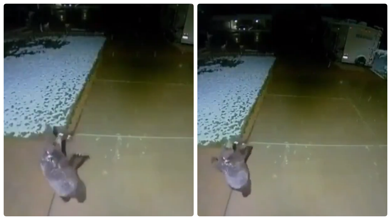 Karla ilk kez tanışan yavru ayı izleyenleri gülümsetti