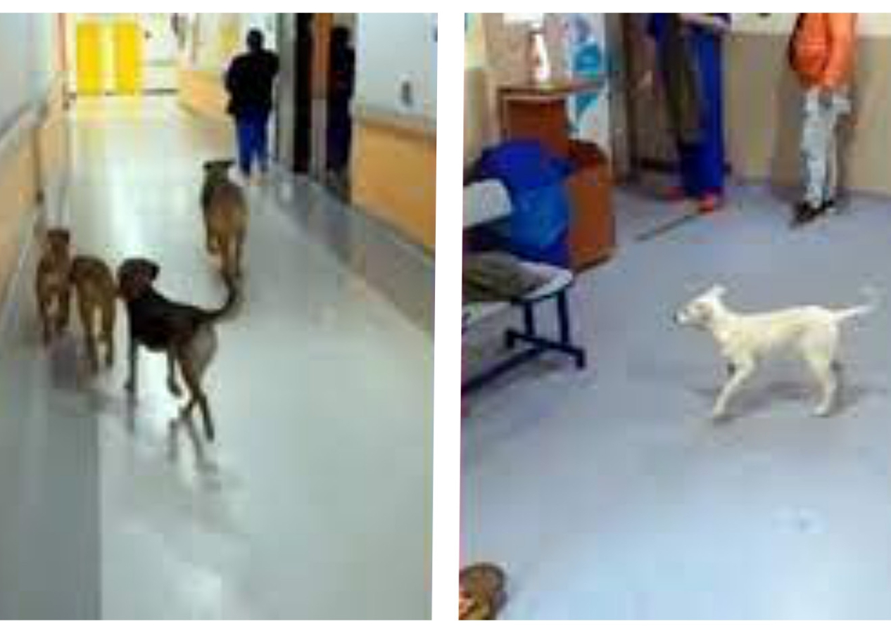 Başıboş sokak köpekleri hastane koridorunda! Kocaeli'de tepki çeken görüntüler...