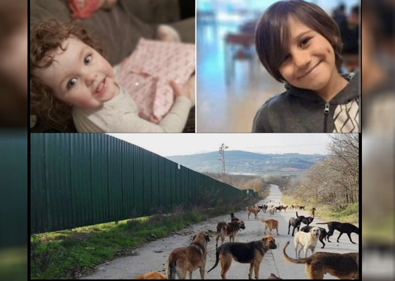Saldırgan Köpek Sorunu Ve Gergin Ahvalimiz