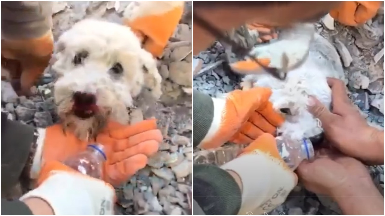 Enkaz altında kalan köpek ekiplerin mücadelesiyle kurtarıldı