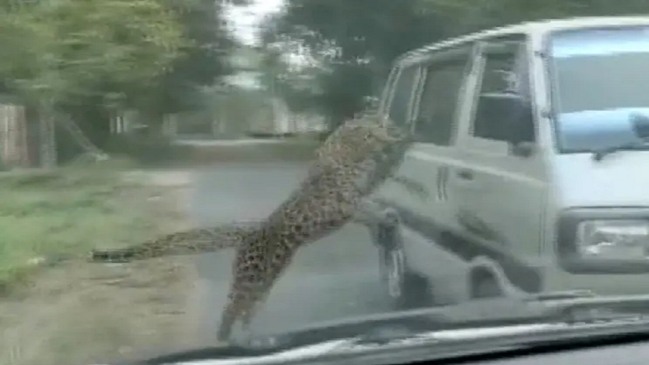 “Leopar” terörü! Adliyede birden ortaya çıkan leopar insanları kanlar içinde bıraktı!