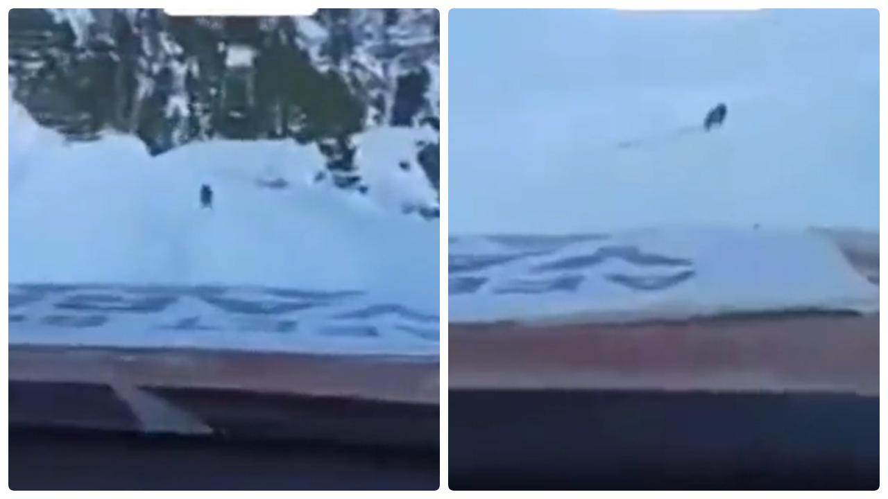 Yolunu kaybeden ekibe yolu köpek gösterdi! O anları kayda alan şoför şaşkınlığını gizleyemedi