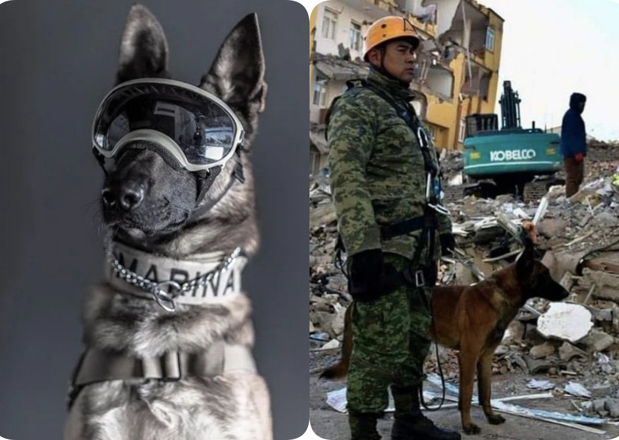 Meksika’dan gelen kurtarma köpeği "Proteo" öldü