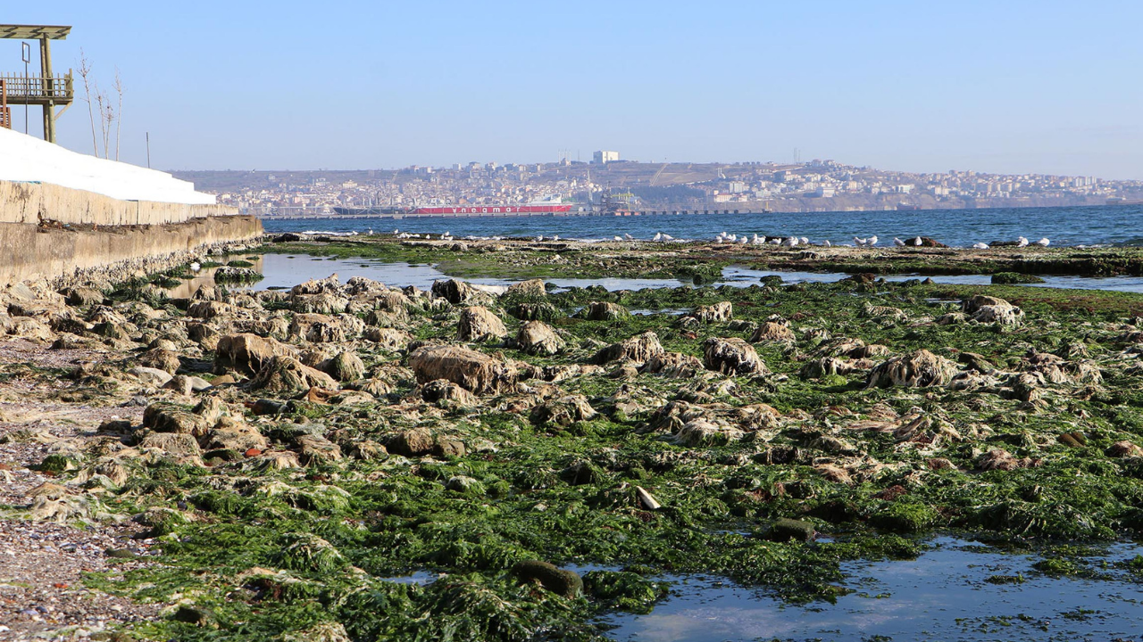 Tekirdağ'da deniz 25 metre çekildi