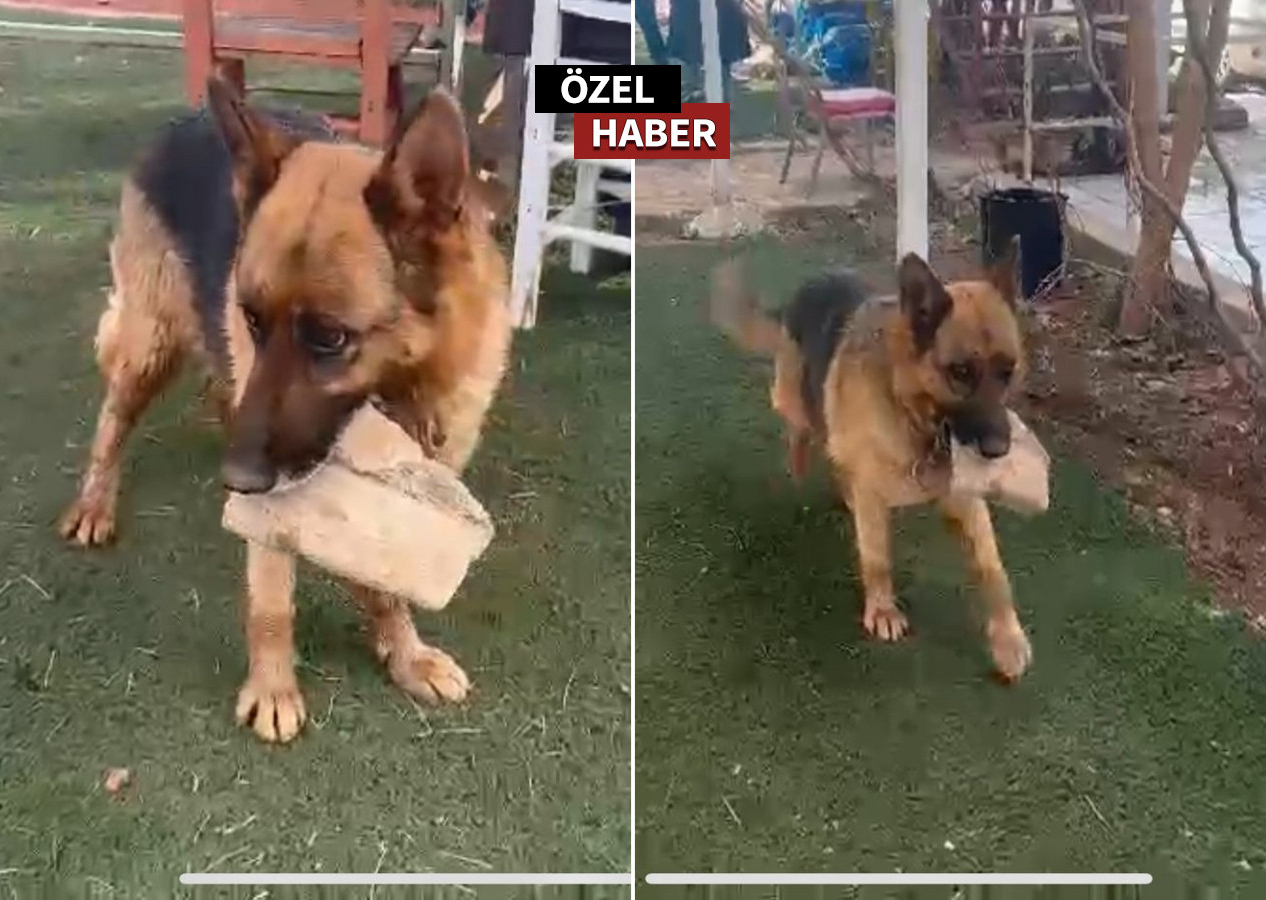 Kurt köpeği Mira’nın psikolojisi bozuldu! Deprem sonrası ağzında sürekli taş taşıyor!