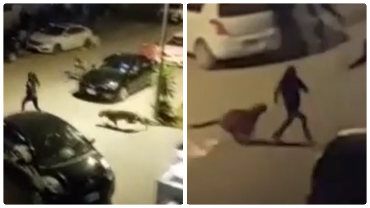 Pakistan'da korku dolu anlar... Leopar şehre indi, ortalık savaş alanına döndü!