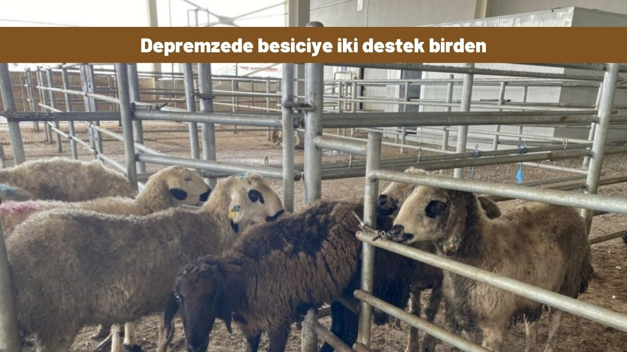 Depremzede besiciye iki destek birden