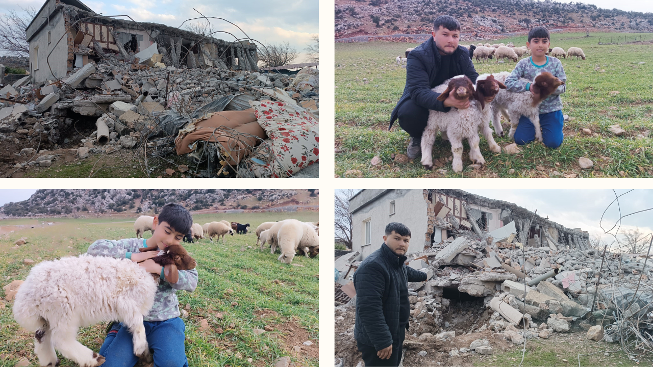 Depremden 11 gün sonra kurtulan kuzuları yaralarını sardı!