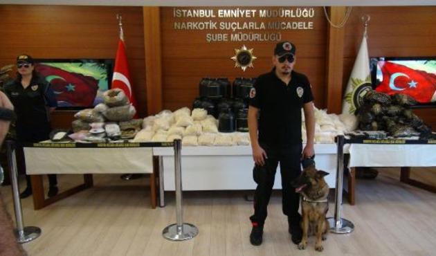 Kilolarca skunk Maya'nın burnuna yakalandı!