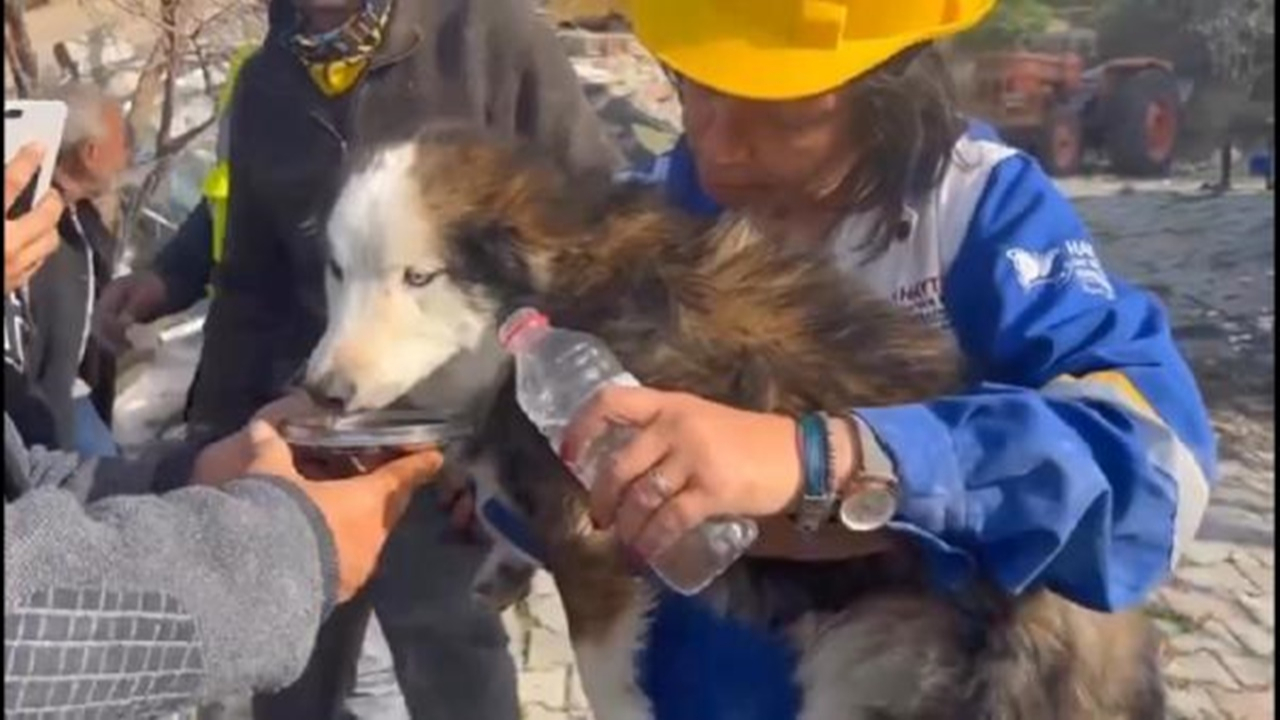 Depremden 23 gün sonra gelen mucize kurtuluş: 'Aleks' adlı köpek, enkazdan kurtarıldı