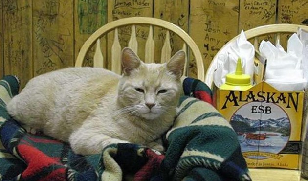 Alaska'nın kedi belediye başkanı Stubbs hayatını kaybetti...