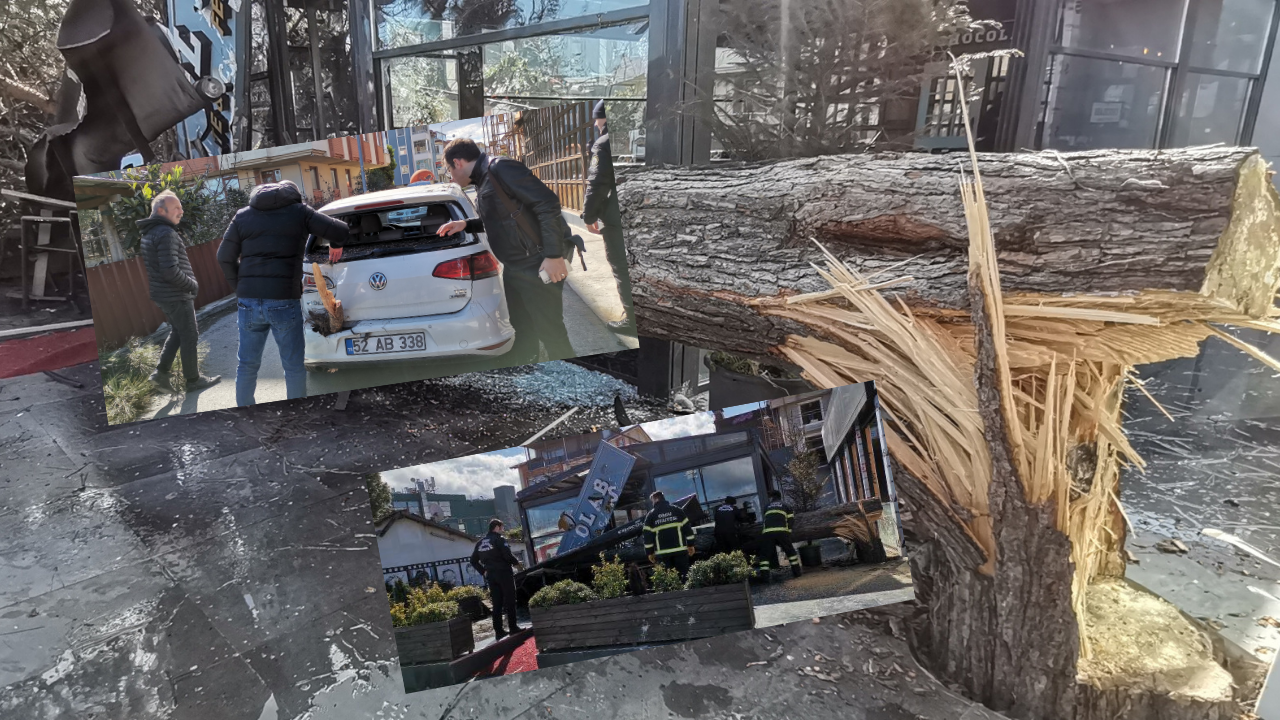 Fırtınanın etkisiyle devrilen ağaç, otomobil ve iş yerine zarar verdi