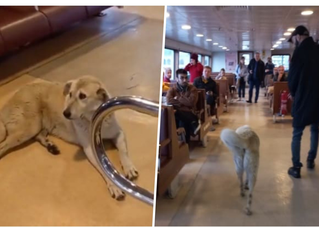 Kadıköy-Beşiktaş vapurunda 'köpek' krizi! Şehir Hatları'ndan açıklama geldi...