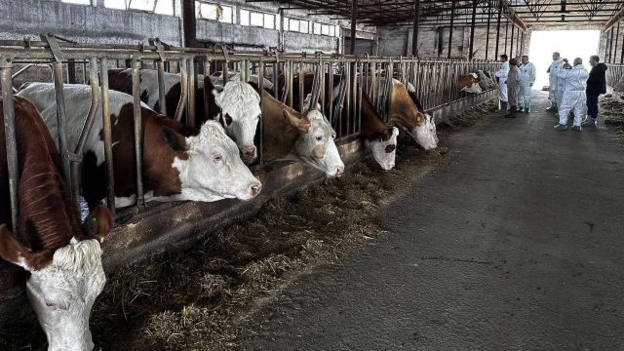 Korkutan hastalık hızla yayılıyor: 215 köy, karantina altına alındı!