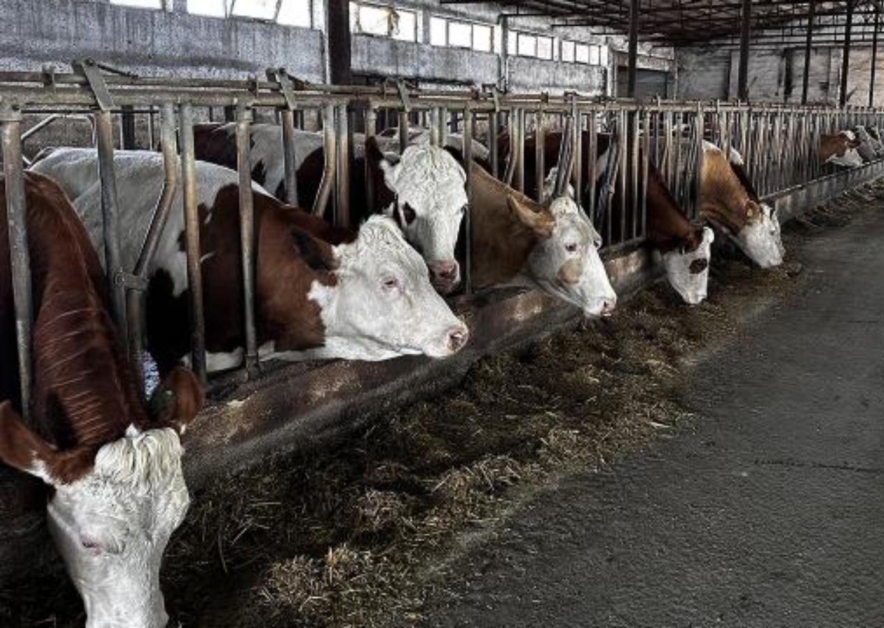 Korkutan hastalık hızla yayılıyor: 215 köy, karantina altına alındı!