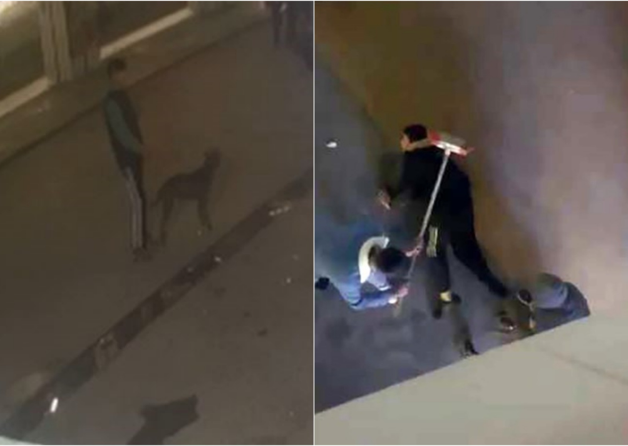 Şaka yapmak için saldığı pitbull, 13 yaşındaki çocuğa saldırdı
