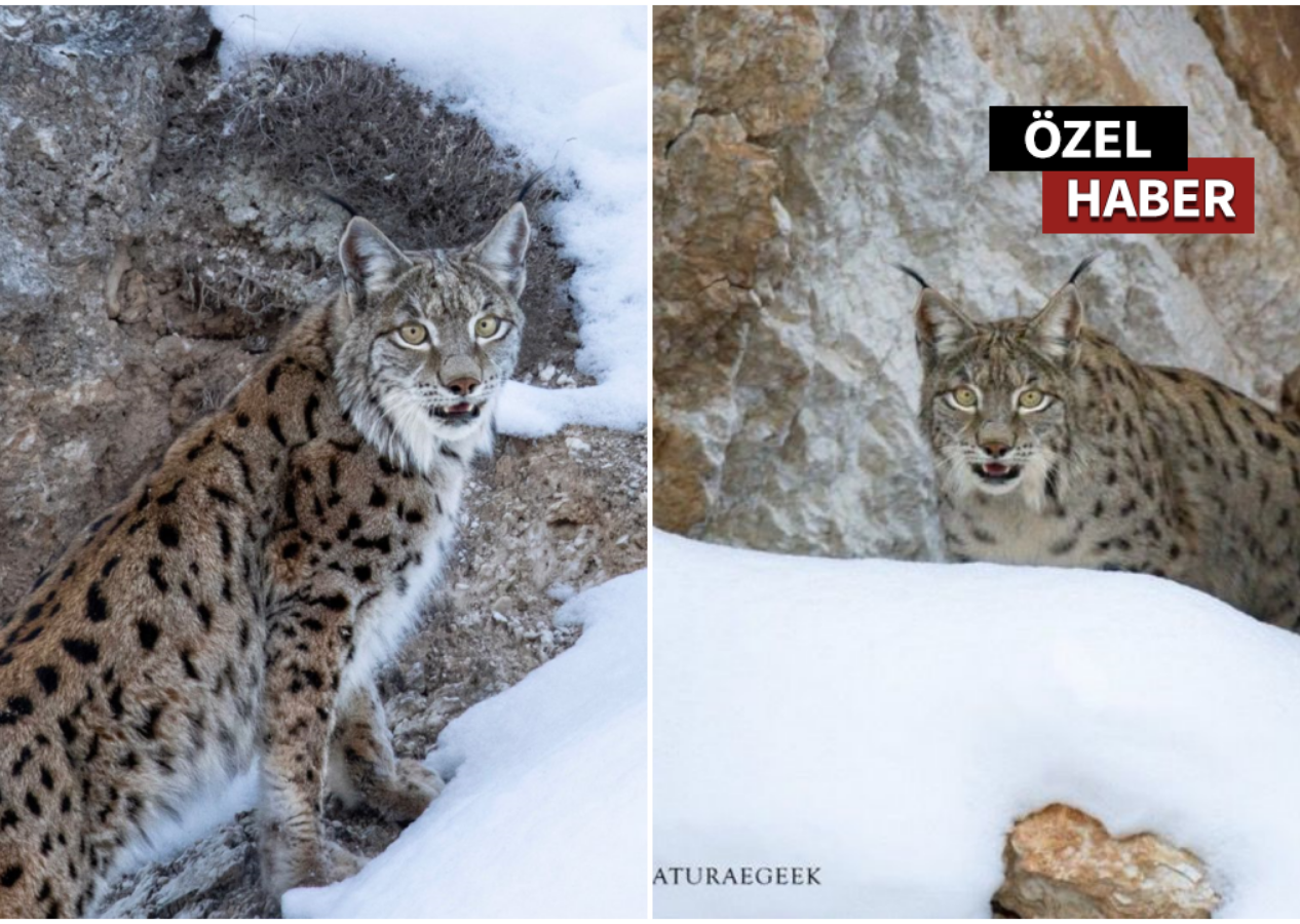 En yakın vaşak fotoğrafı çekildi! Orman hayaleti ile göz göze 5 saniye!