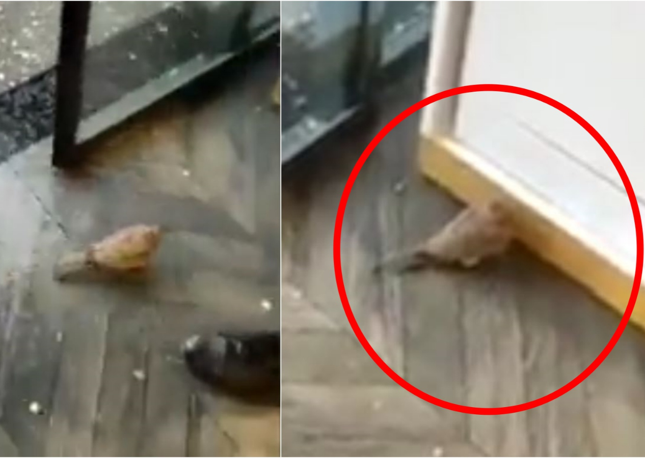 Doludan kaçan kuş dükkana sığındı: İnsan dostlarıyla birlikte bekledi