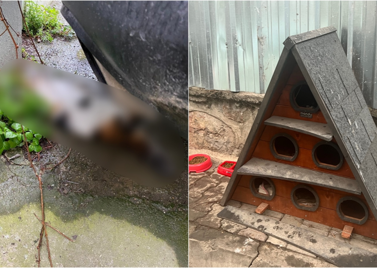 Kadıköy'de toplu kedi ölümleri: Polis inceleme başlattı