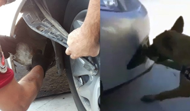 Sis farlarının arkasına gizlenen uyuşturucuyu Oscar buldu...