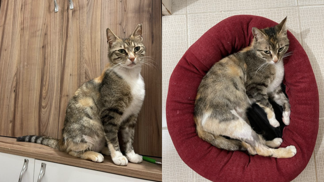 Kedi bu yapar mı yapar! Fıstık 1,5 yılda 1400 km yol alarak evine döndü!