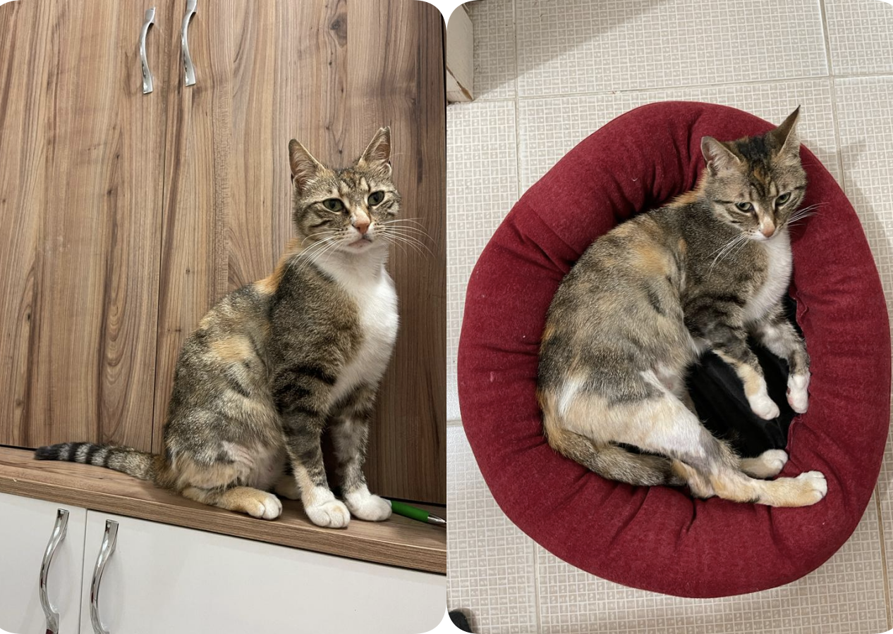 Kedi bu yapar mı yapar! Fıstık 1,5 yılda 1400 km yol alarak evine döndü!